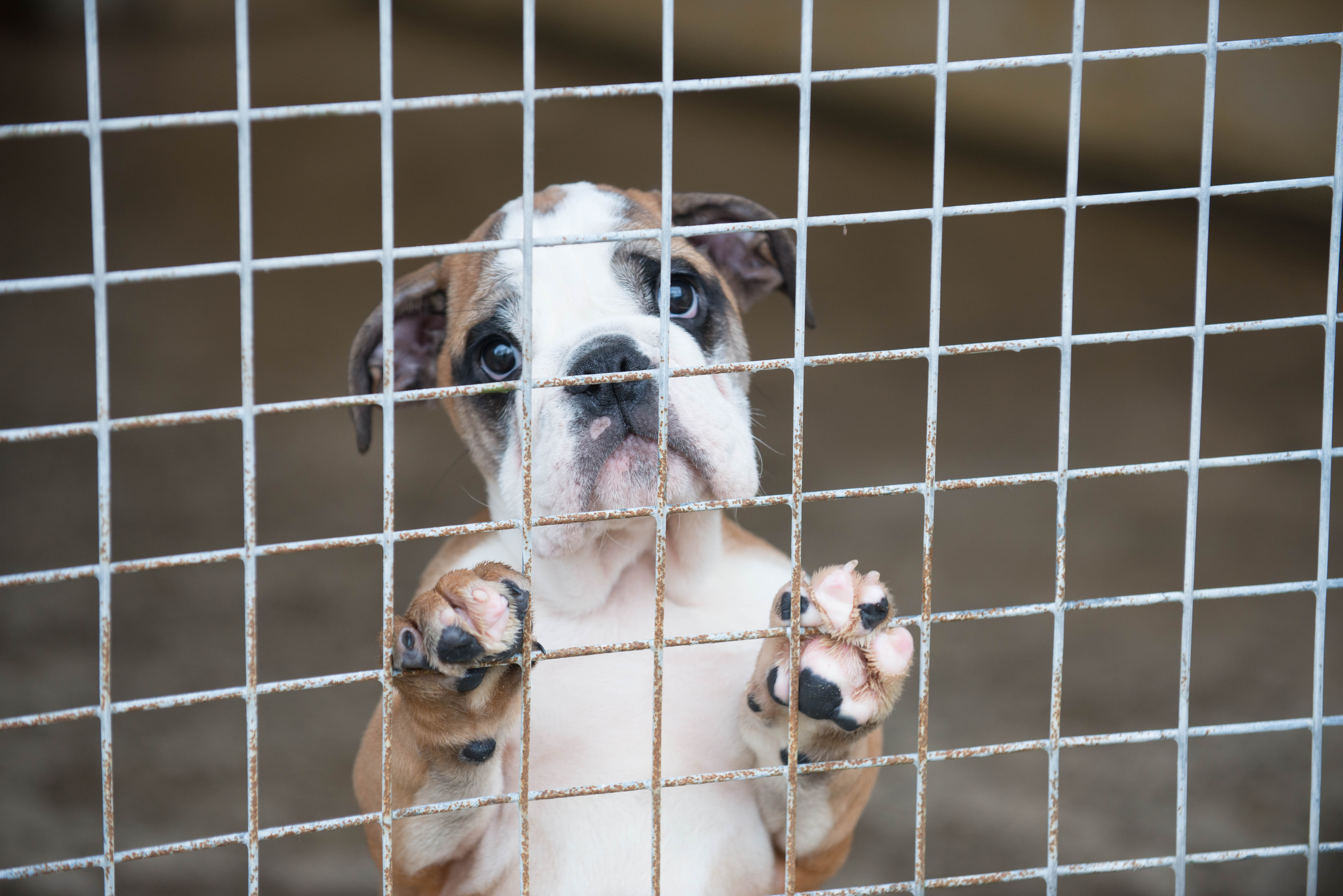 Response from European Commission on Illegal Trade in Companion Animals